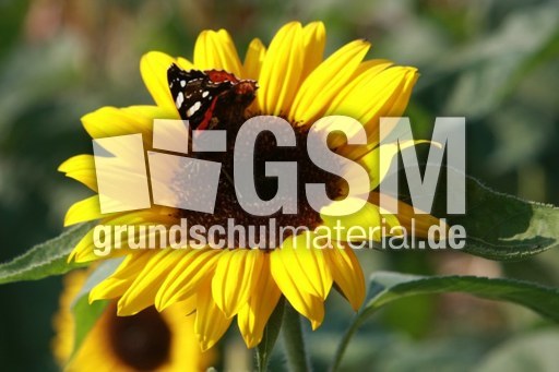 Sonnenblume-Distelfalter-035.jpg